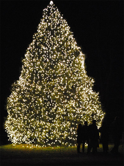 Springfield Christmas Tree?
